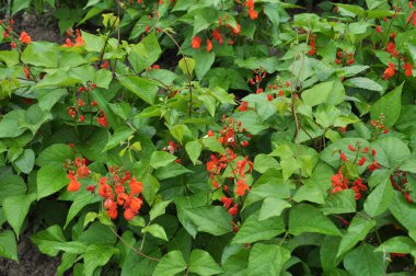 Çiftlik alanında fasulye büyür