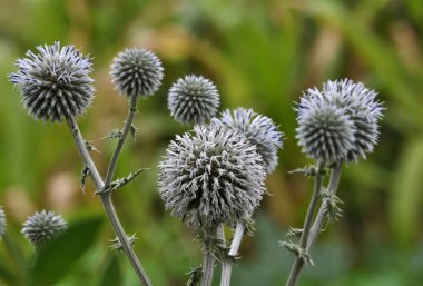 Çiçeği Echinops ritro başkanları