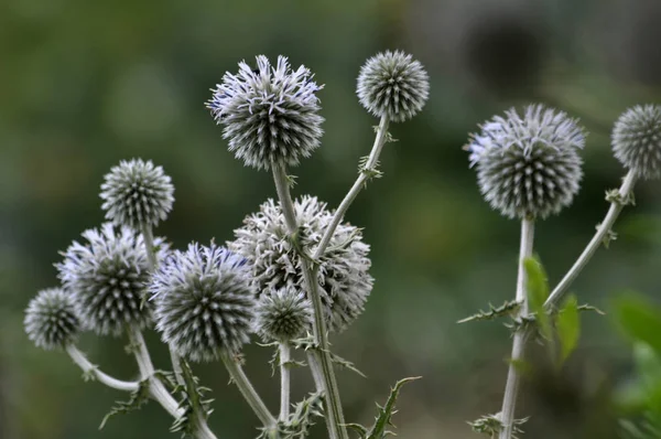 Цветок голов Echinops ritro — стоковое фото