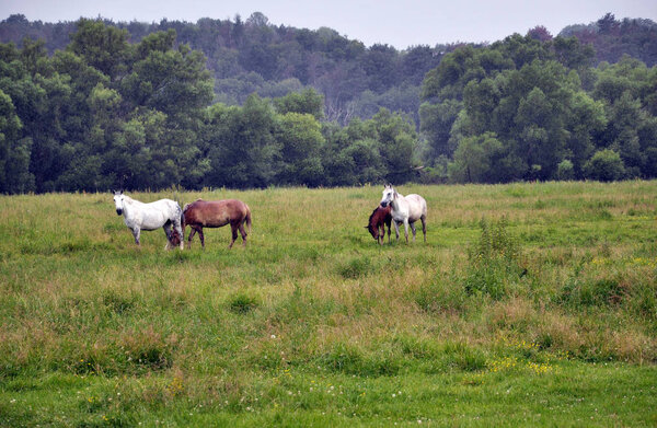 Horses graze in the meadow