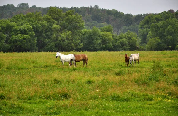 Caballos pastan en el prado — Foto de Stock