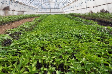 Polikarbon sera sebze yetiştirmek için