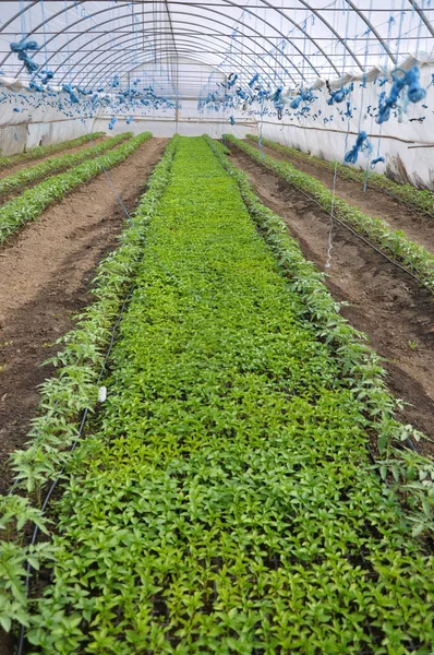 Polykarbonat växthus för odling av grönsaker — Stockfoto