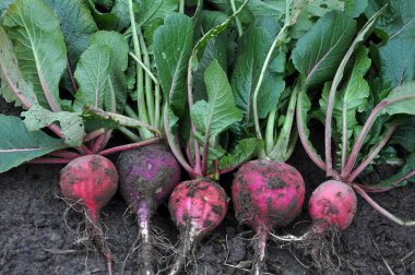 Zemin kırmızı turp kış çıkardı