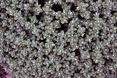 Işık yeşil yaprakları ile bitkiler