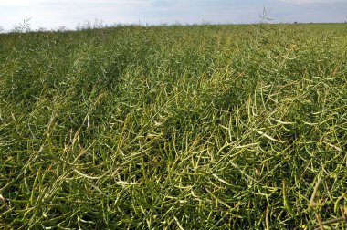 Kolza tohumu Pod ile kaynaklanıyor