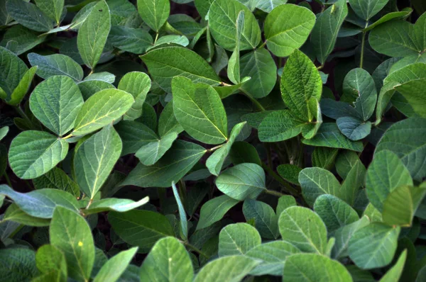 Zöld szója növény — Stock Fotó