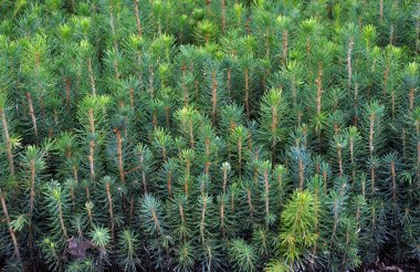 Genç çam ağaçlarının fidan