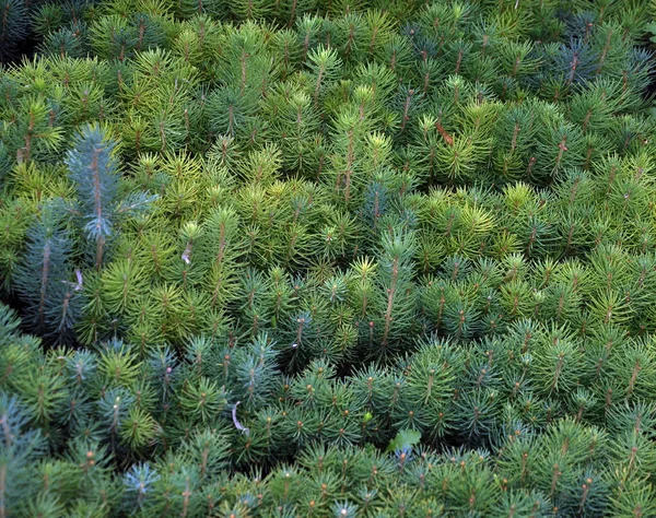 Zaailingen van jonge pijnbomen — Stockfoto