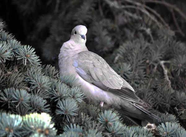 Turtledove siedzi na gałęzi świerka — Zdjęcie stockowe