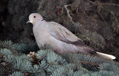 The turtledove sits on the branch of the spruce clipart