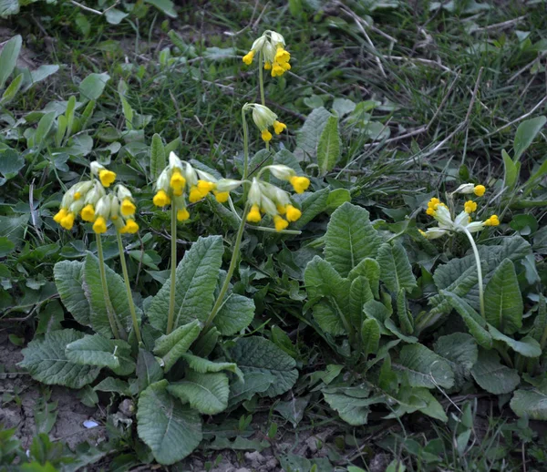 Primula veris blommar — Stockfoto