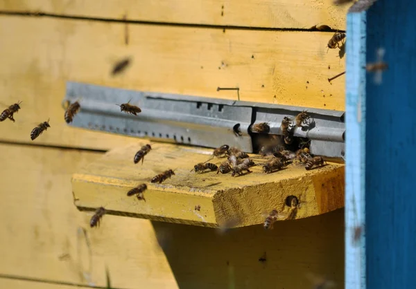 Μέλισσες πετούν προς την κυψέλη — Φωτογραφία Αρχείου