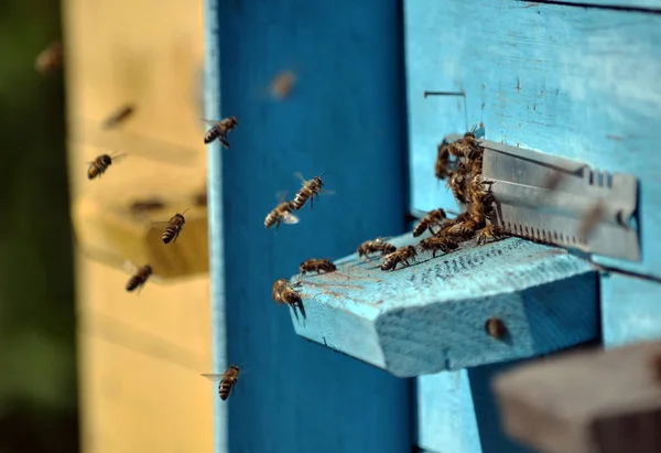 Bees fly to the hive