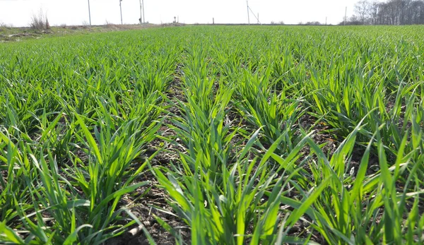Spring crops of winter wheat