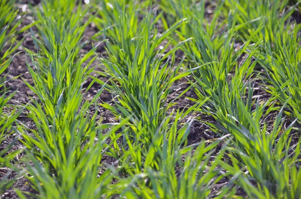 Spring crops of winter wheat