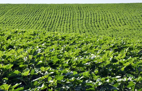 Rangées vertes de tournesol dans le champ — Photo