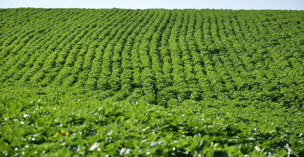 Filas verdes de girasol en el campo — Foto de Stock