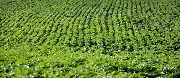 Filas verdes de girasol en el campo — Foto de Stock