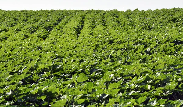 Rangées vertes de tournesol dans le champ — Photo