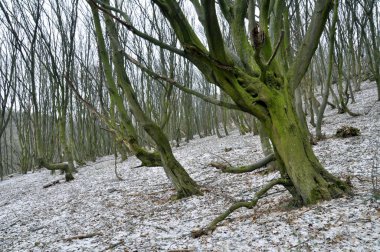 Eski bir Gürgen ormanı