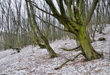 Eski bir Gürgen ormanı