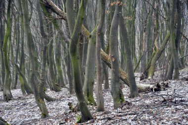 Eski bir Gürgen ormanı