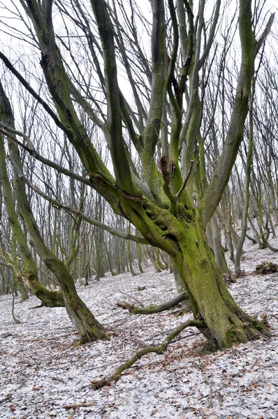 Uma velha floresta de chifres — Fotografia de Stock