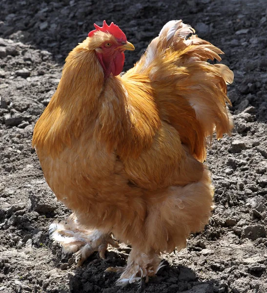 Breed red plumage cock — Stock Photo, Image