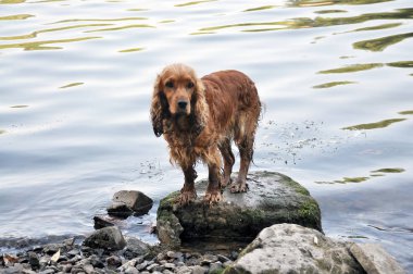 İngiliz Cocker Spaniel köpek doğurmak