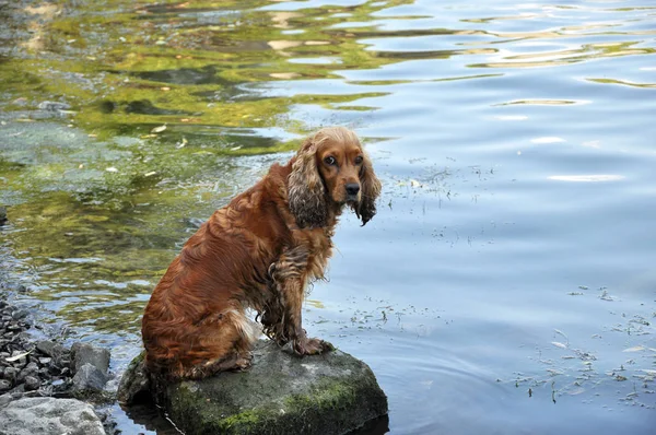 Породы собак Английский кокер-спаниель — стоковое фото