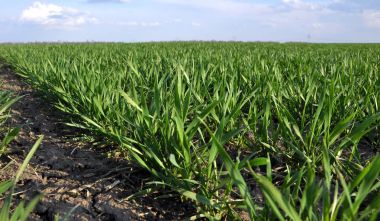 Kış buğday alanı Ekim baharda