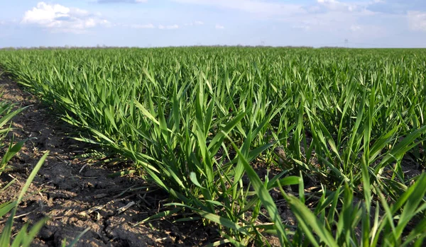 Kış buğday alanı Ekim baharda