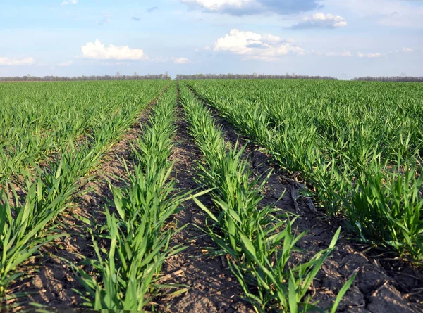 En la primavera siembra campo de trigo de invierno —  Fotos de Stock