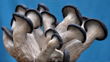 Mantar mantarı kavak hafif bir arka plan üzerinde