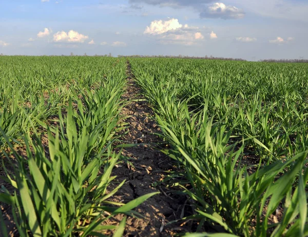 En la primavera siembra campo de trigo de invierno —  Fotos de Stock