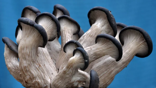 Mantar mantarı kavak hafif bir arka plan üzerinde