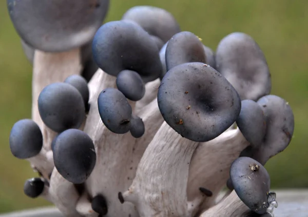Mushrooms ostreatus pleurotus on a light background — Stock Photo, Image