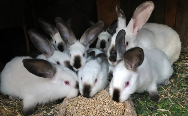 Rabbit Californian breed — стокове фото