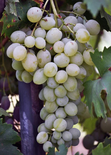 Кластерний виноград з ягодами — стокове фото