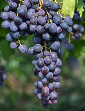 Küme üzüm çilek ile