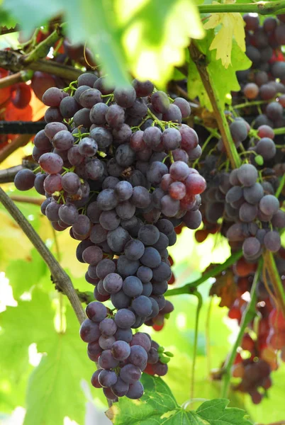 Cluster grapes with berries — Stock Photo, Image