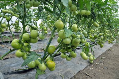 Polikarbon sera çalıların üzerinde yeşil domates