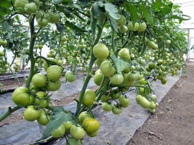Polikarbon sera çalıların üzerinde yeşil domates