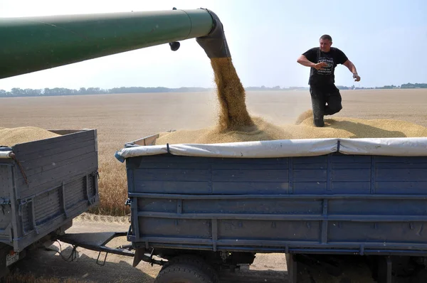 Unloading grain from the harvester hopper — Stock Photo, Image