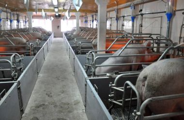 Domuzlarla modern domuz çiftliği 