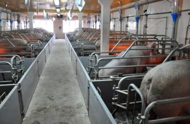 Modern pig farm with pigs  clipart