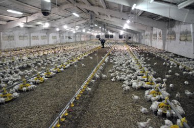 Büyüyen broiler tavuk çiftliği