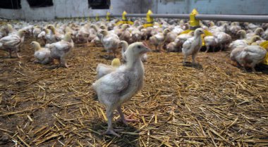 Büyüyen broiler tavuk çiftliği