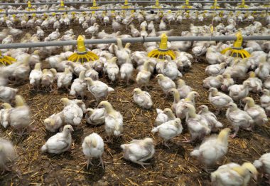 Büyüyen broiler tavuk çiftliği
